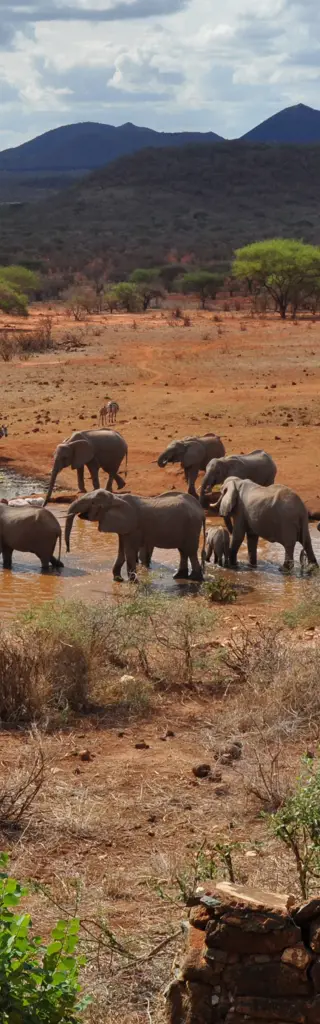 Safari Kenia